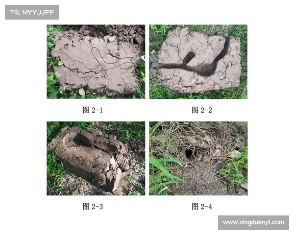 探索蝴蝶平原生态奇迹与可持续保护之路的未来展望 探索蝴蝶平原生态奇迹与可持续保护之路的未来展望